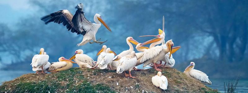 Delhi Private Tour - Baharatpur Bird Sanctuary 