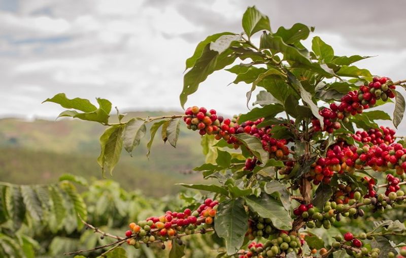 Addis Ababa Private Tour - Coffee berries, ready to be picked or collected