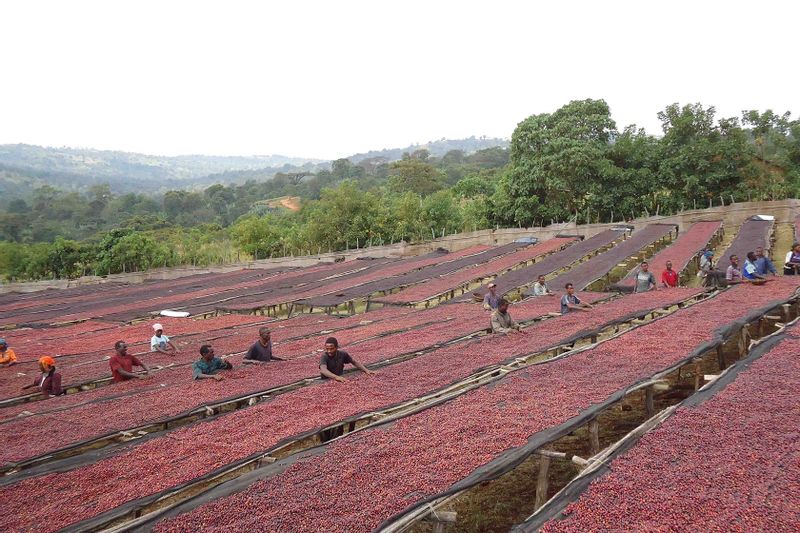 Addis Ababa Private Tour - Farners drying up coffee beans.