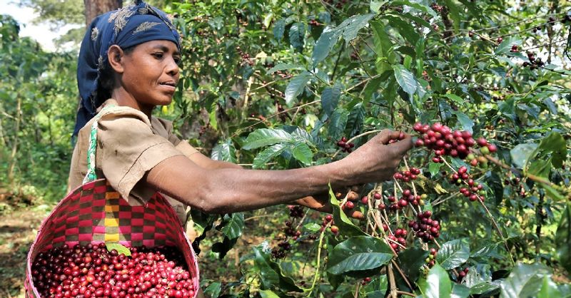 Addis Ababa Private Tour - Woman picking up ripe coffee beans