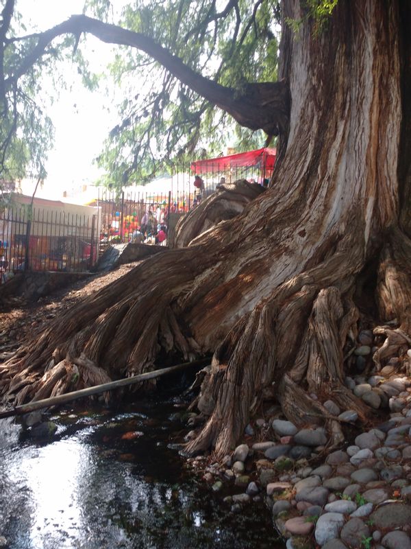 Mexico City Private Tour - Huehuete tree, where a source of filtered water from the mountain is born.