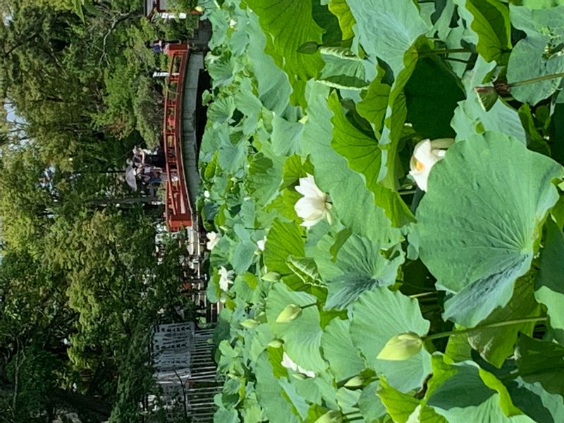 Kamakura Private Tour - Lotus flowers on Genji Pond in Kamakura Hachimangu Shrine