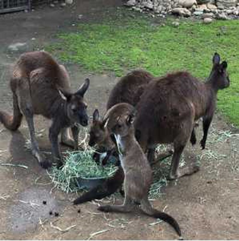 Sydney Private Tour - kangaroos