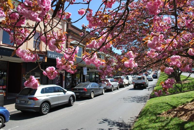 Sydney Private Tour - Leura