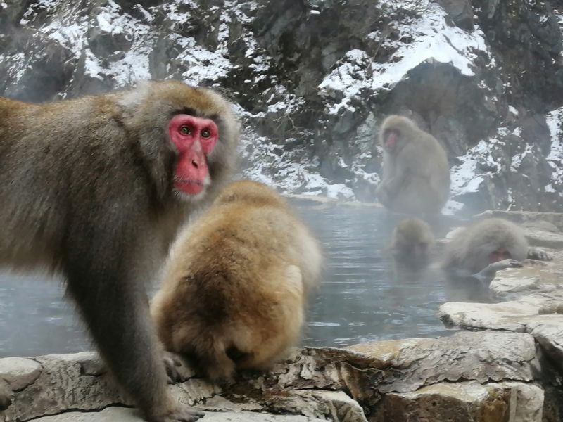 Nagano Private Tour - monkeys are taking hot bath in cold days