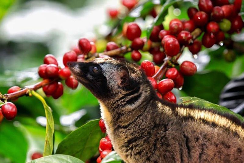 Bali Private Tour - Coffee Luwak garden tour