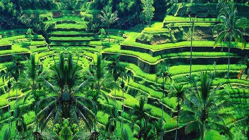 Bali Private Tour - Passing rice Terraces view in Tegal Lalang