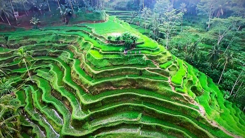 Bali Private Tour - at Tegal Lalang Rice Terraces