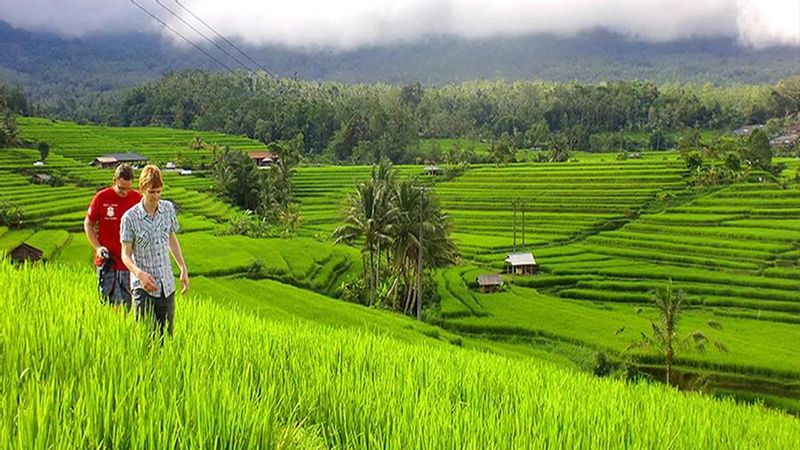 Bali Private Tour - at Jati Luwih Rice Terraces