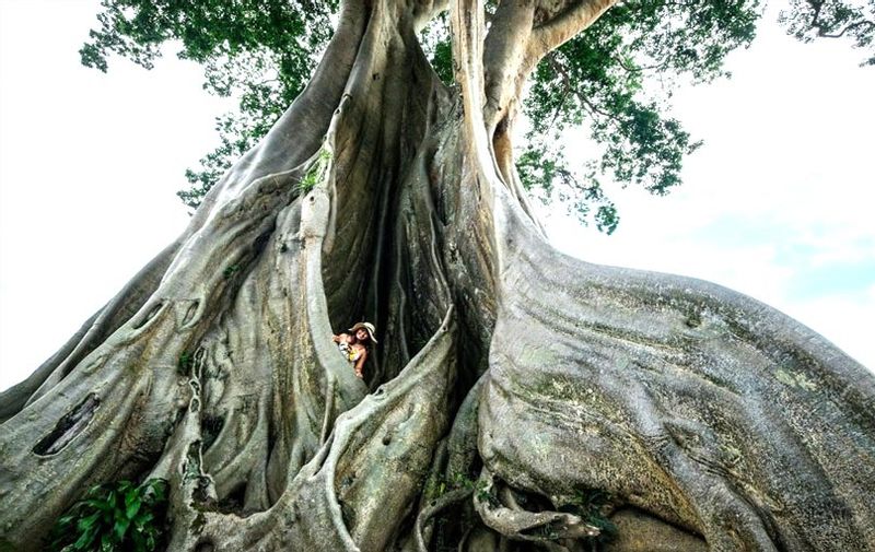 Bali Private Tour - Ancient Banyan Tree at Tua Village Tabanan Bali