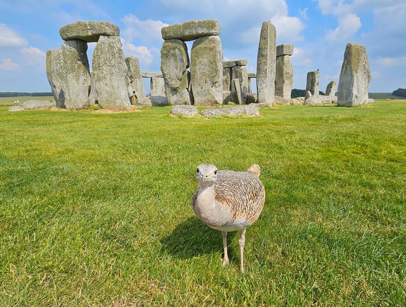 Southampton Private Tour - Gertrude @ Stonehenge. 