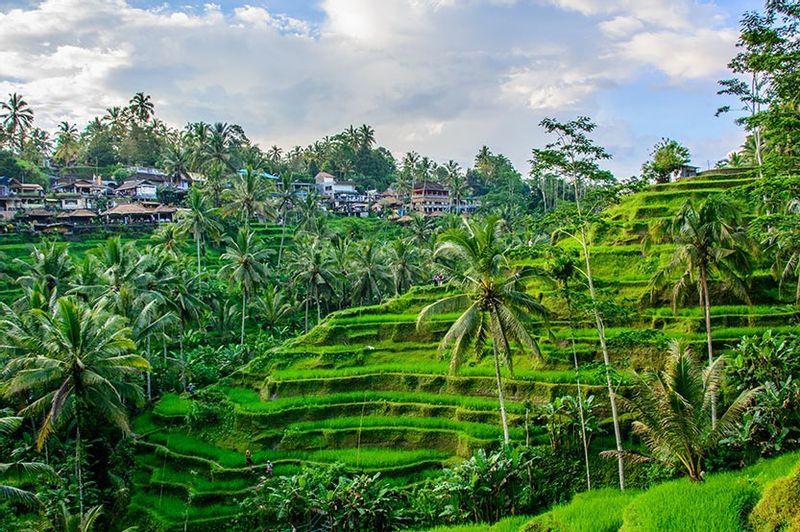 Bali Private Tour - Tegalalang Rice terraces 