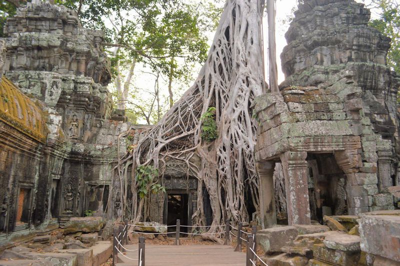 Siem Reap Private Tour - Ta Prohm