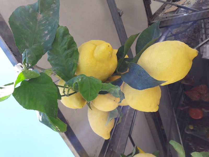 Naples Private Tour - Lemons of the Amalfi coast