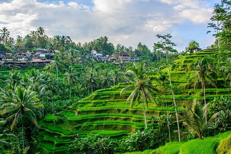 Bali Private Tour - Tegal Lalang Rice Terraces