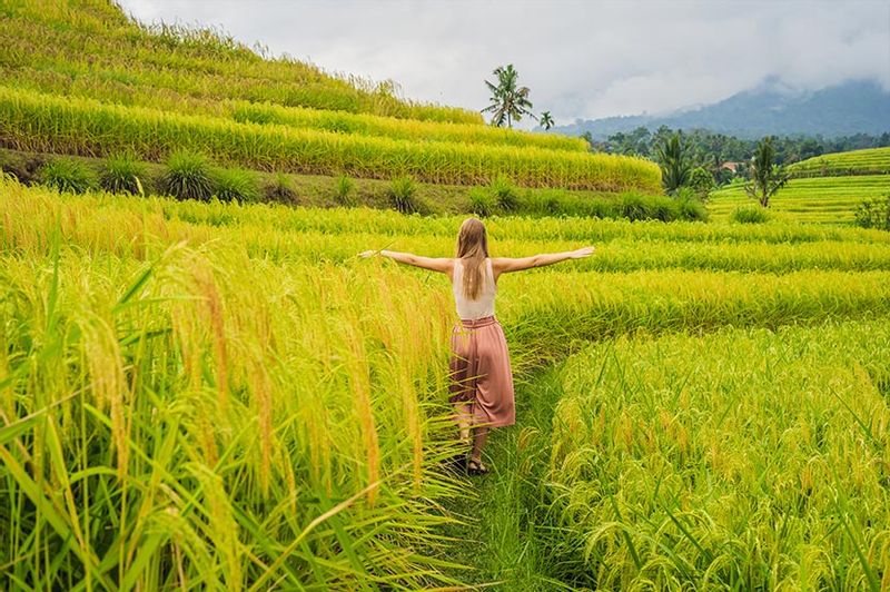 Bali Private Tour - Jati Luwih Rice Terraces View in the West of Tabanan Bali