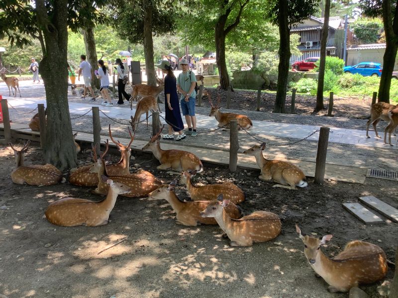 Kyoto Private Tour - the cute deers at Nara Park