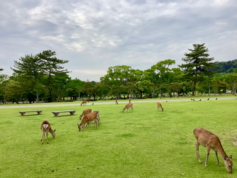 Kyoto Private Tour - plenty of deers at Nara Park