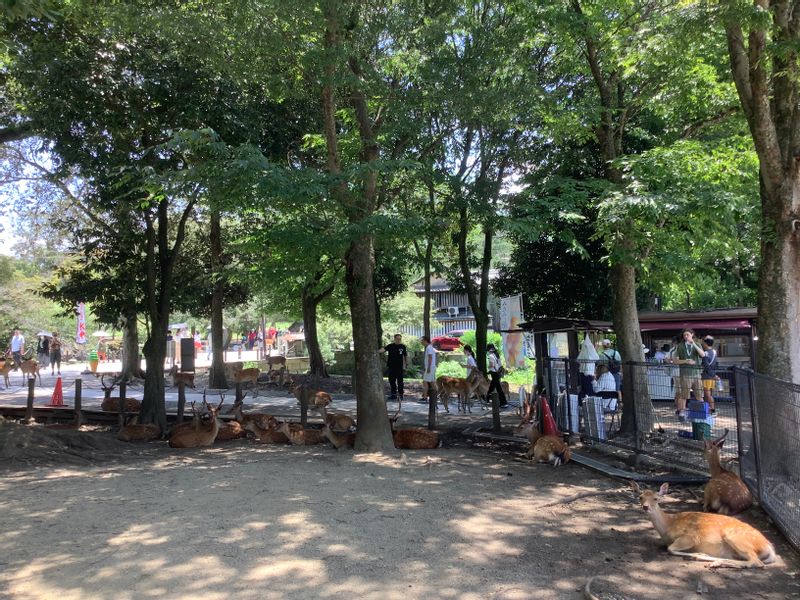 Kyoto Private Tour - the cute deers at Nara Park