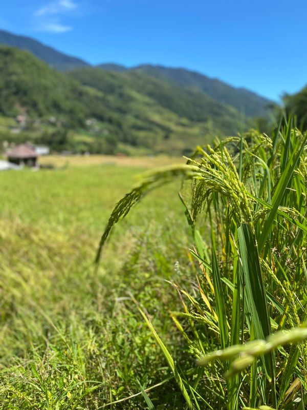 Manila Private Tour - The rice also called as palay 