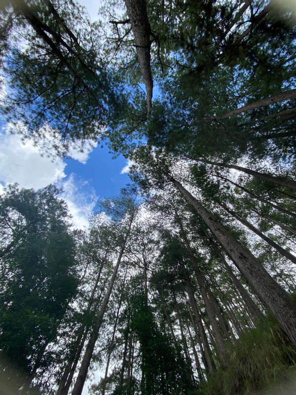 Manila Private Tour - The pine trees of the mountain.