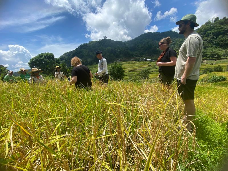 Manila Private Tour - My guests participate and help farmers to harvest rice.