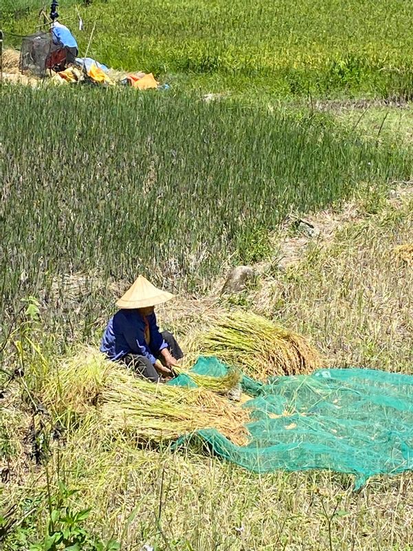 Manila Private Tour - Farmer harvesting rice.