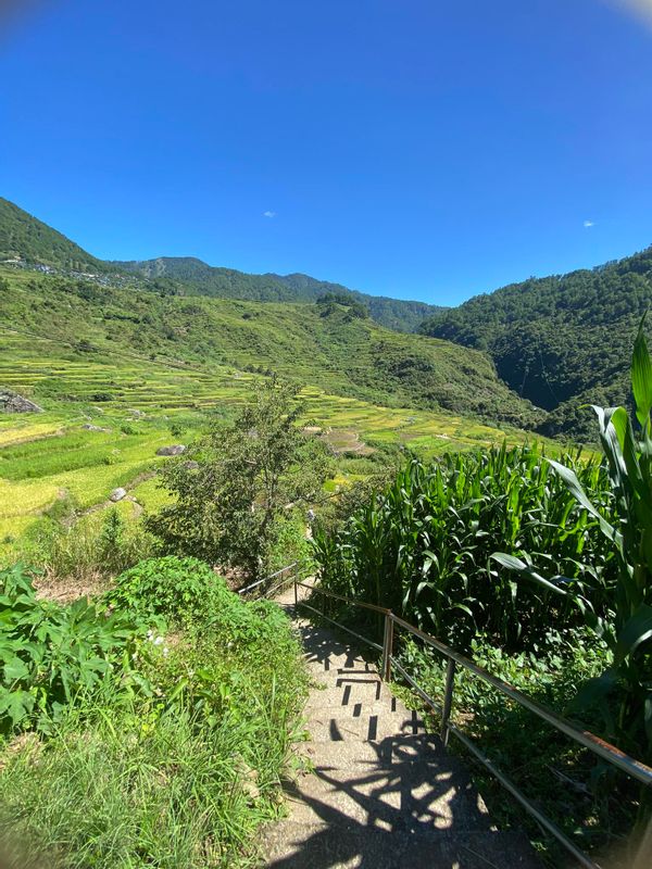 Manila Private Tour - The rice paddies and rice terraces.