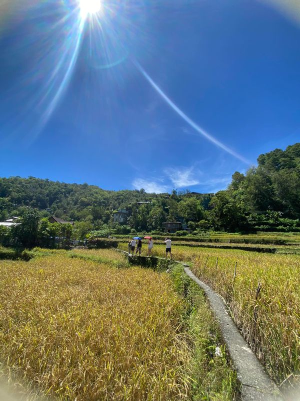 Manila Private Tour - The rice paddies.