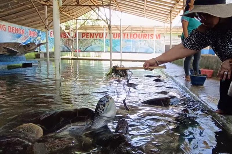 Bali Private Tour - Bali Turtle Feeding and Conservation island tour