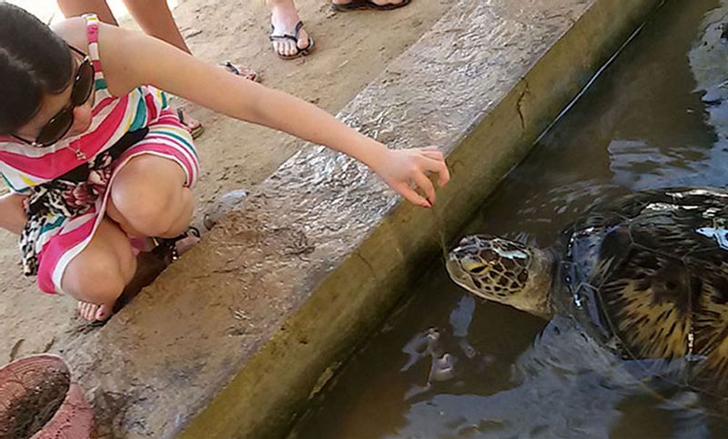 Bali Private Tour - Bali Turtle Feeding and Conservation island tour