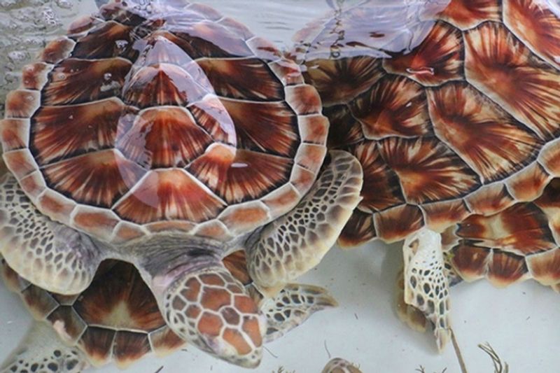 Bali Private Tour - Bali Turtle Feeding and Conservation island tour