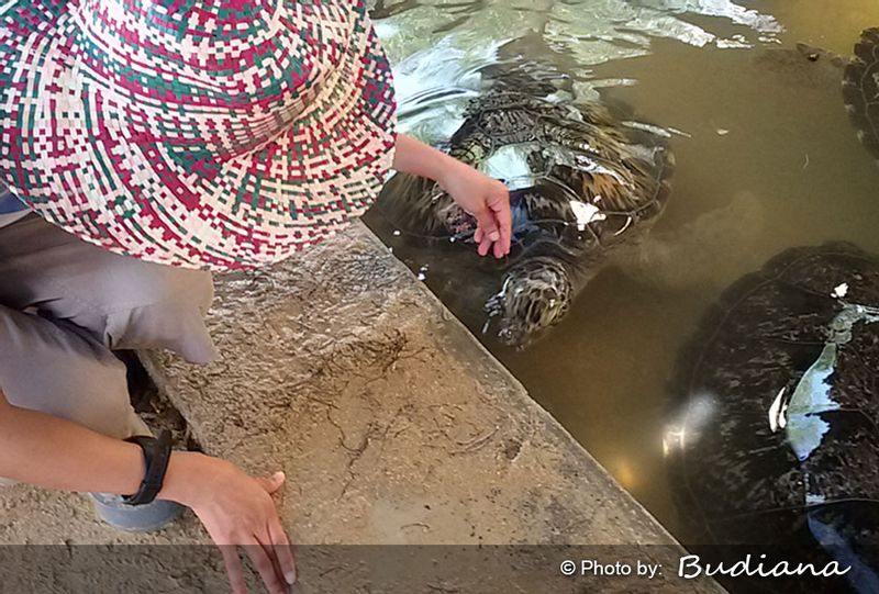 Bali Private Tour - Bali Turtle Feeding and Conservation island tour