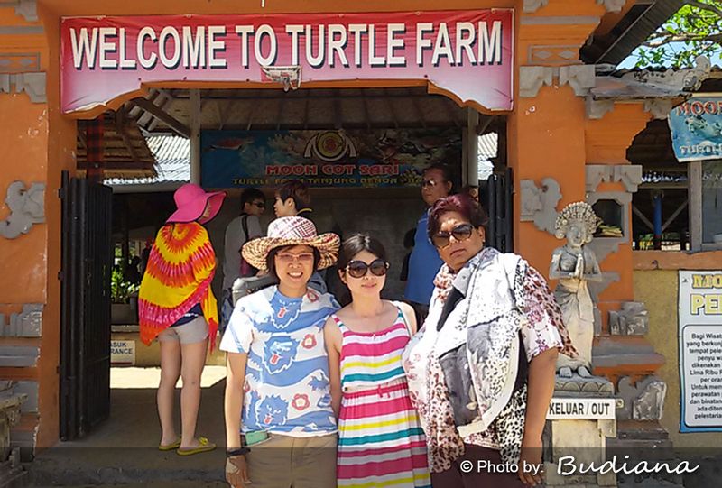 Bali Private Tour - Bali Turtle Feeding and Conservation island tour