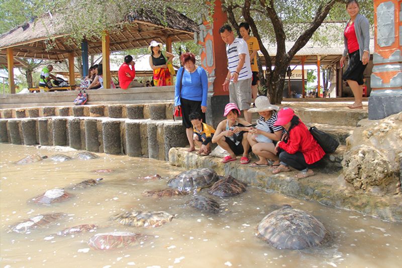 Bali Private Tour - Bali Turtle Feeding and Conservation island tour