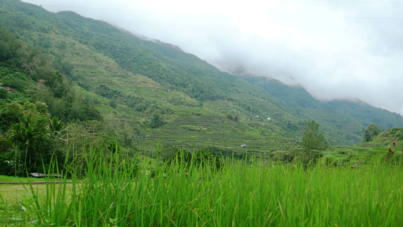 Manila Private Tour - the rice paddies of Ifugao