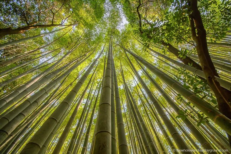 Kyoto Private Tour - Beautiful Bamboo Forest