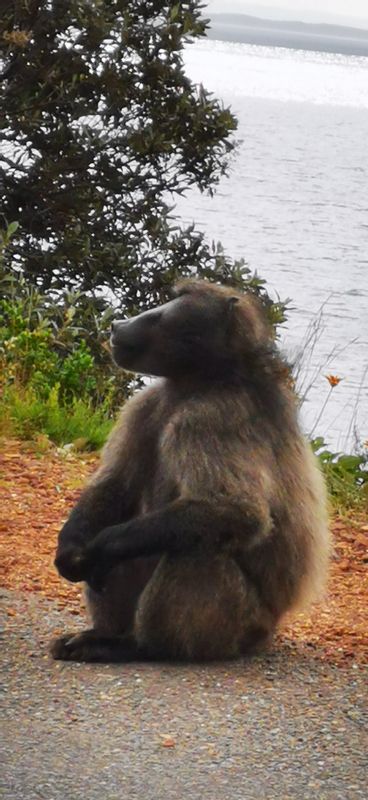 Cape Town Private Tour - Baboons are most of time spotted enroute. 