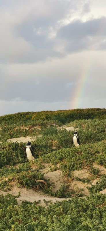 Cape Town Private Tour - Penguins with a rainbow in the background. 