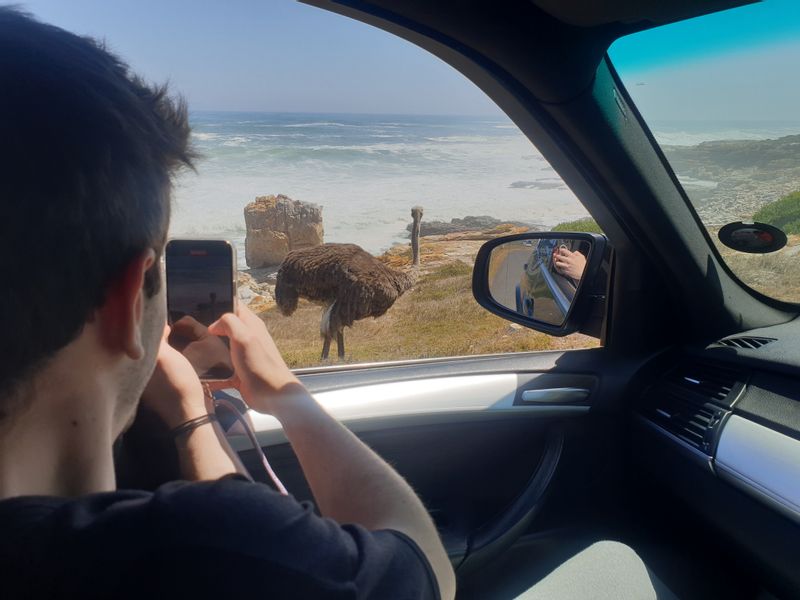 Cape Town Private Tour - A rare opportunity to photograph ostriches by the seaside. 