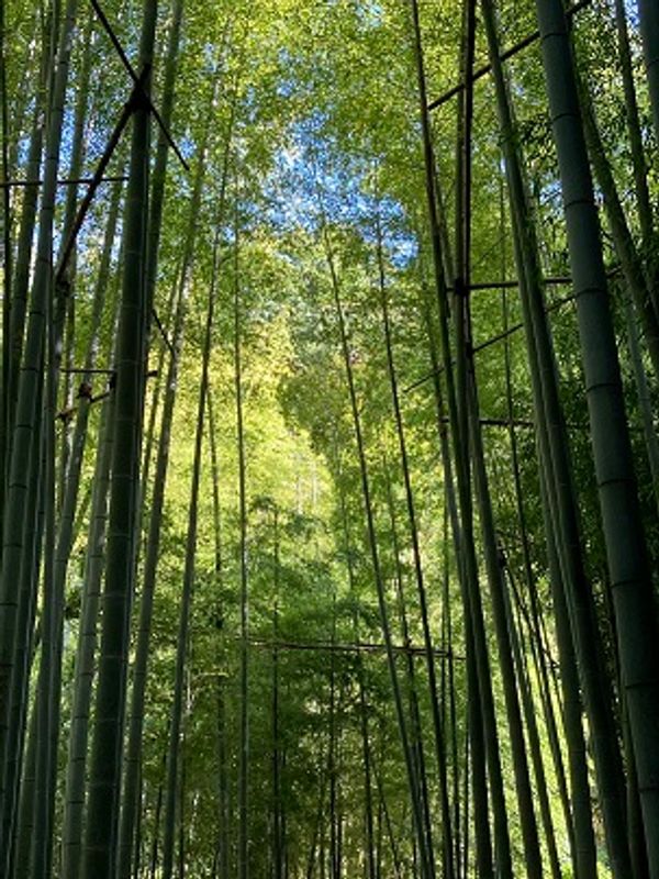 Kamakura Private Tour - Hokokuji Temple