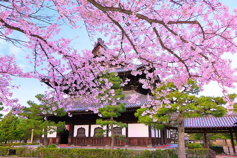 Kyoto Private Tour - Kenninji Zen Temple with blooming cherry