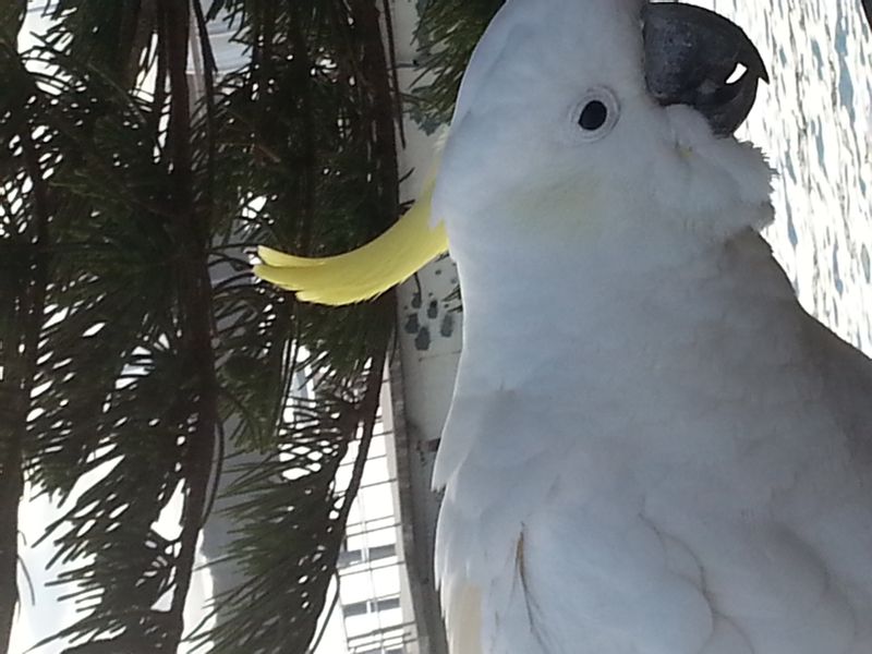 Sydney Private Tour - Our singing birds