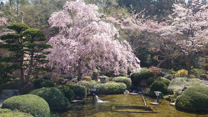 Kamakura Private Tour - Hokokuji Temple in spring