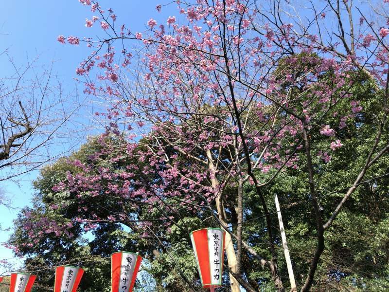 Tokyo Private Tour - Cherry blossoms at Ueno Park in Ueno area