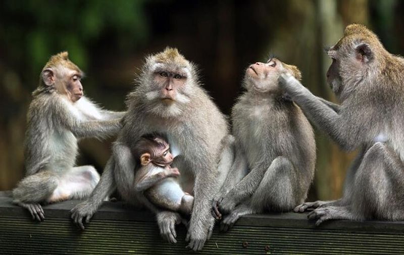 Bali Private Tour - Ubud Monkey Forest