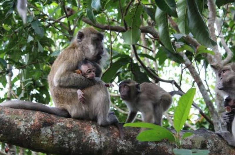 South Kalimantan Private Tour - Monkey macaque 