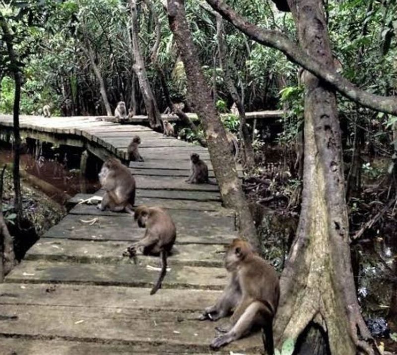 South Kalimantan Private Tour - Monkey island 