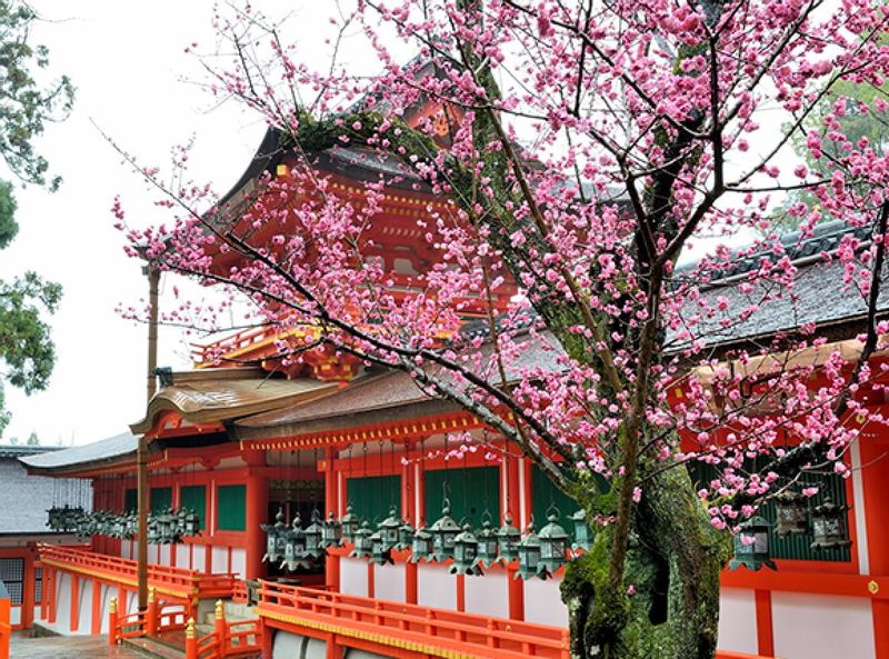 Osaka Private Tour - Kasuga Taisya Shrine