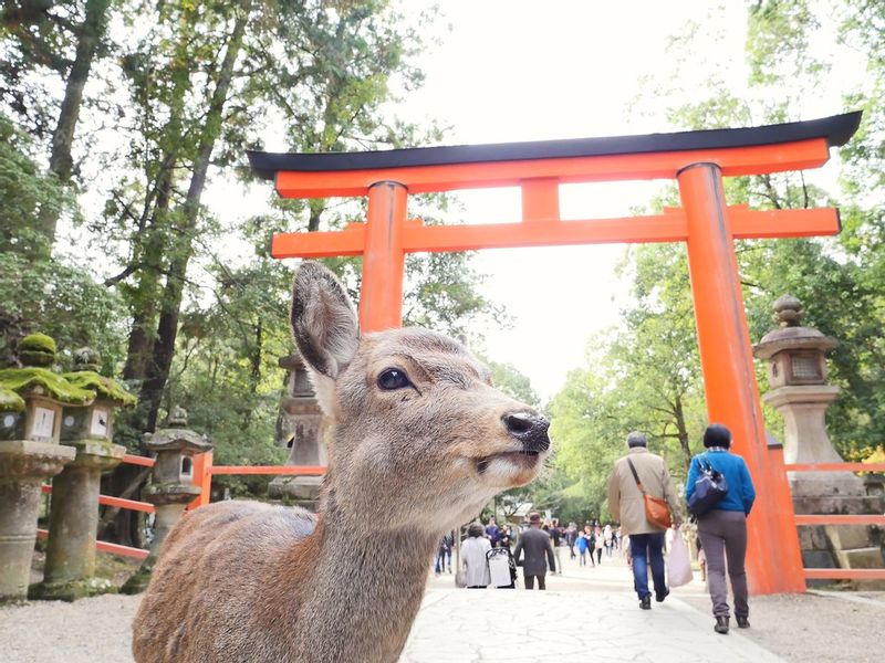 Osaka Private Tour - A deer recognised as a messenger of the deity welcomes visitors at the shrine gate.